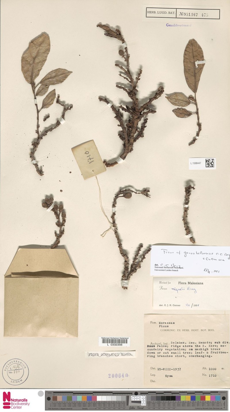 Ficus gorontaloensis photo 2