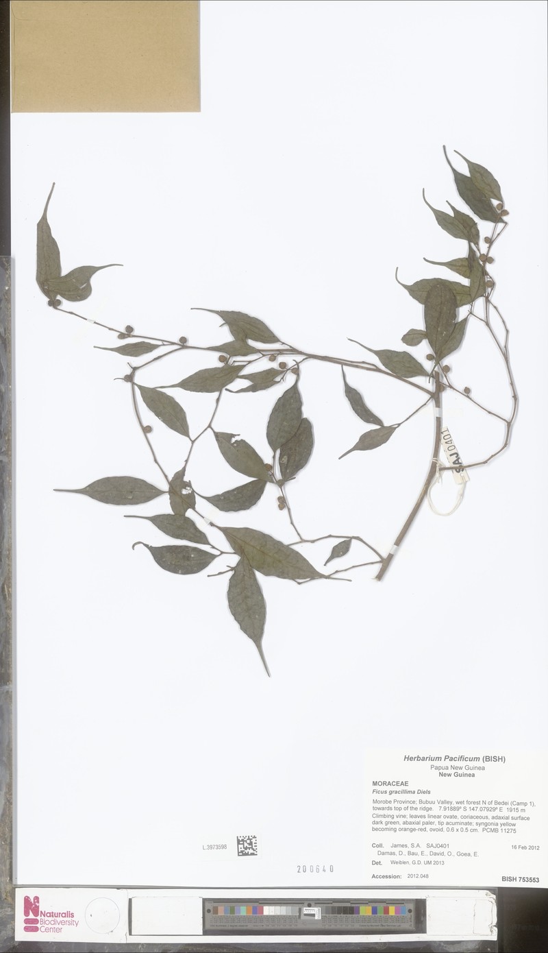 Ficus gracillima