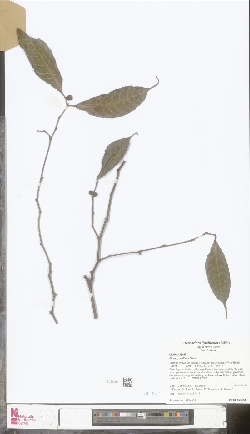 Ficus gracillima photo 2