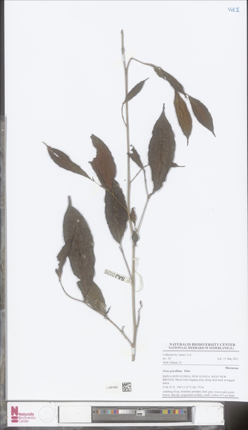 Ficus gracillima photo 3