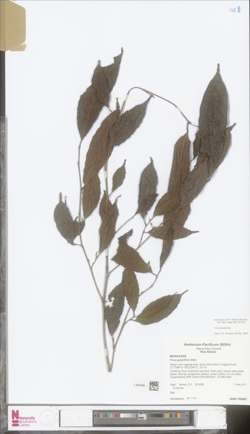 Ficus gracillima photo 4