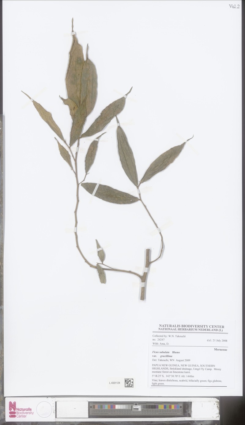Ficus gracillima photo 5
