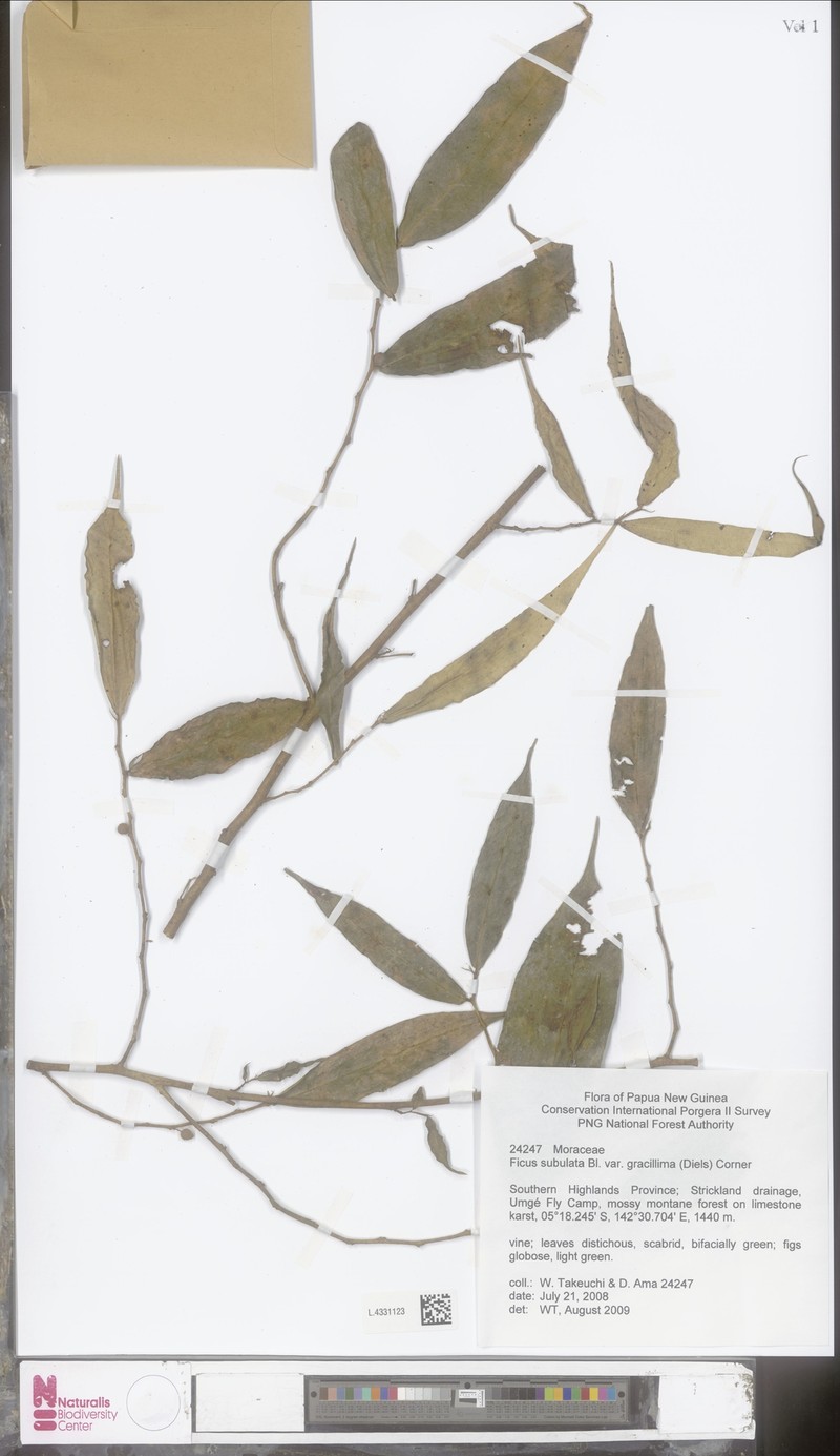 Ficus gracillima photo 6
