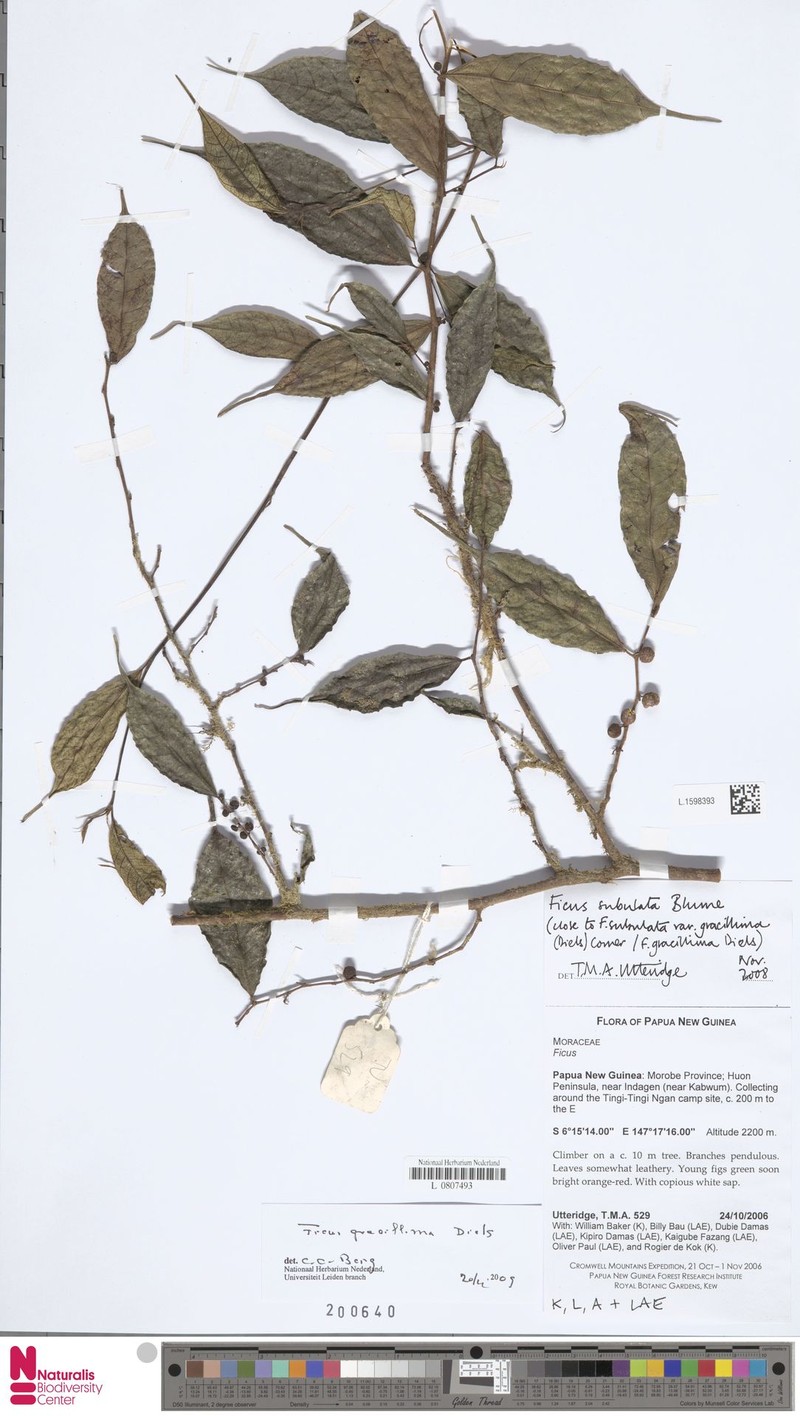 Ficus gracillima photo 7