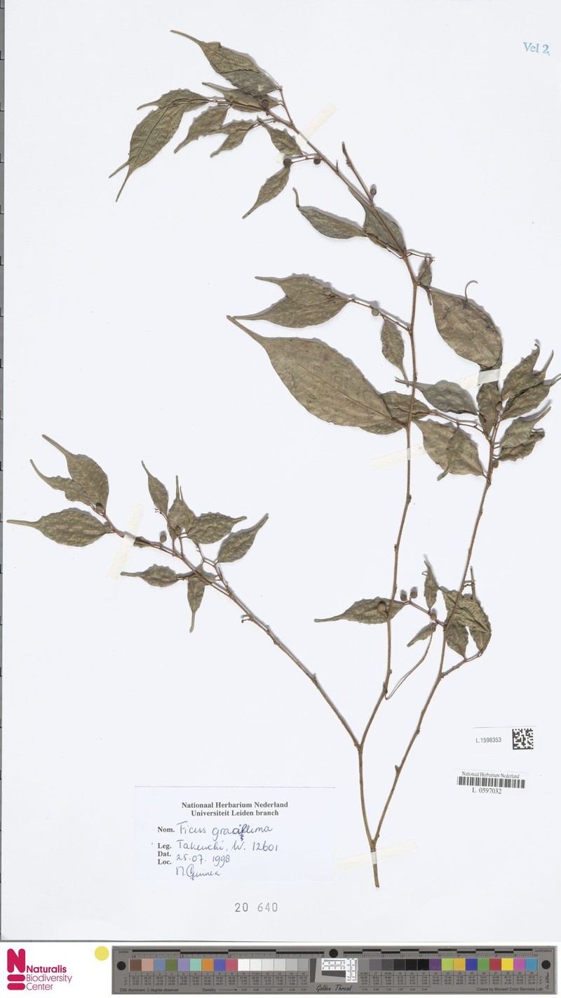 Ficus gracillima photo 8