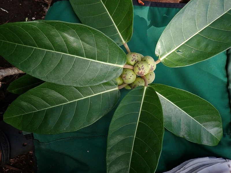 Ficus granatum