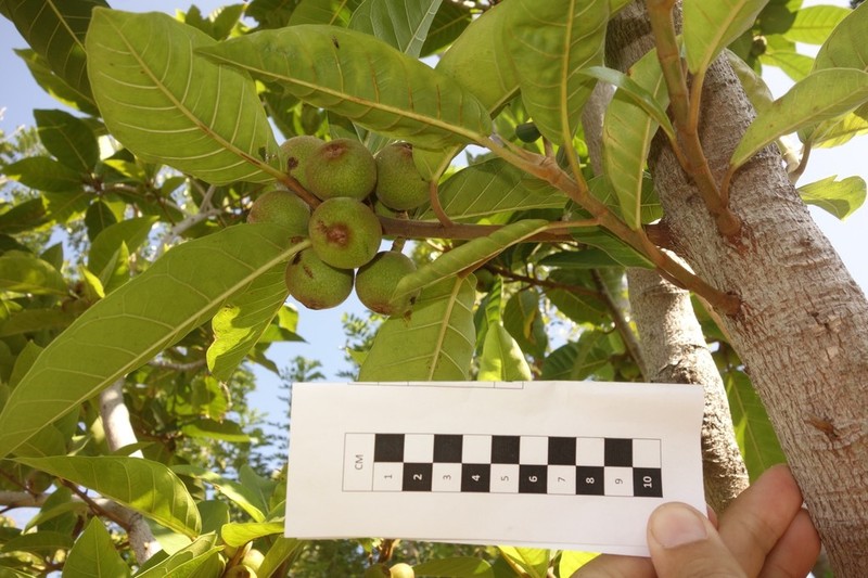 Ficus granatum photo 2