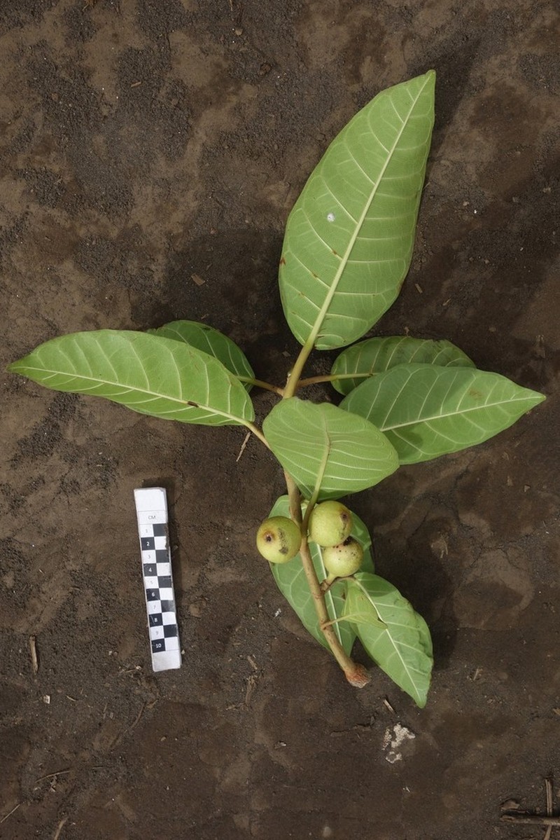 Ficus granatum photo 3