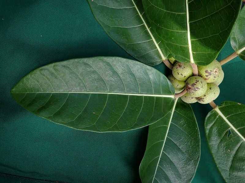 Ficus granatum photo 4