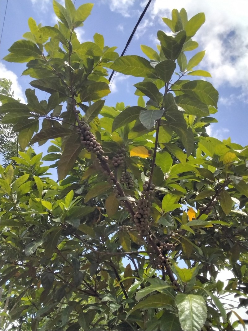 Ficus granatum photo 5