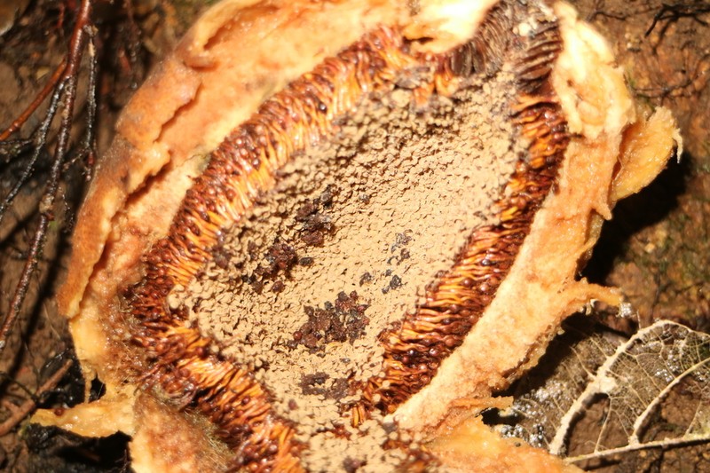 Ficus grandiflora