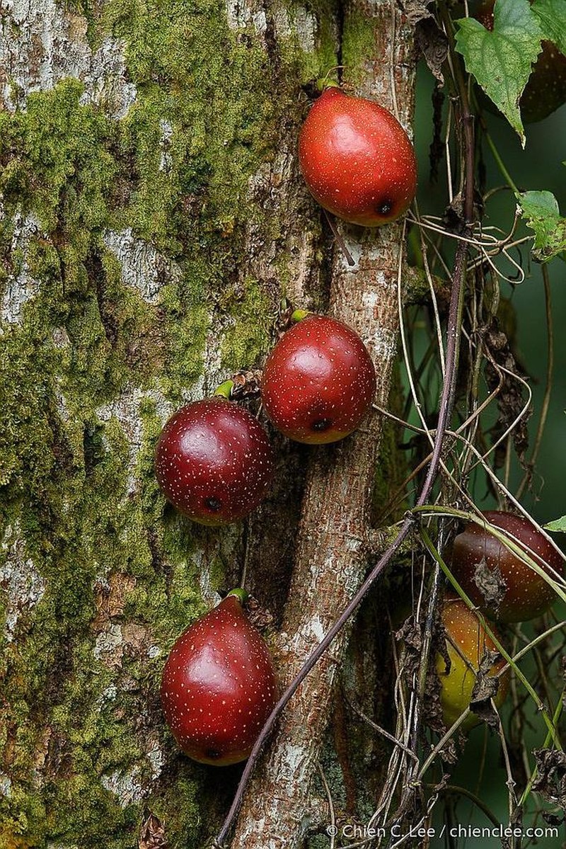 Ficus grandiflora photo 2