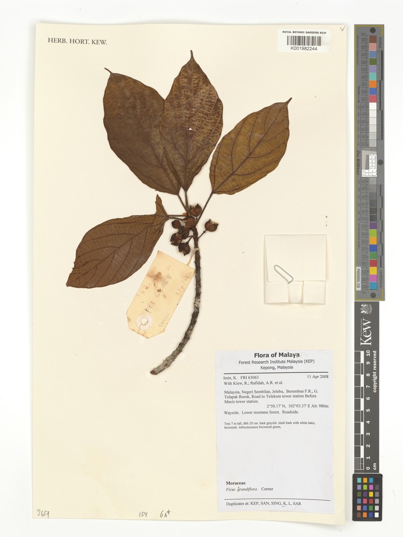 Ficus grandiflora photo 3