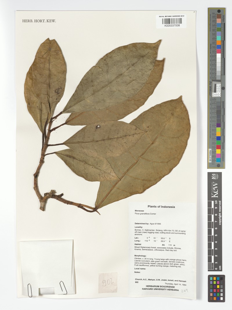 Ficus grandiflora photo 4