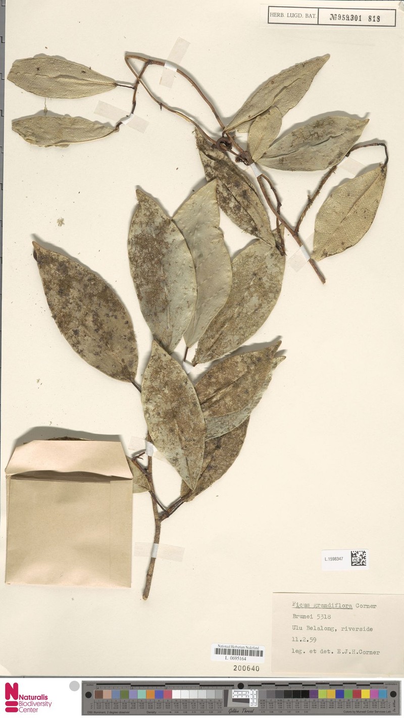Ficus grandiflora photo 5