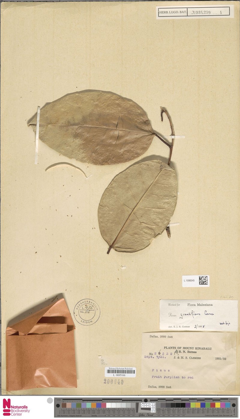 Ficus grandiflora photo 6