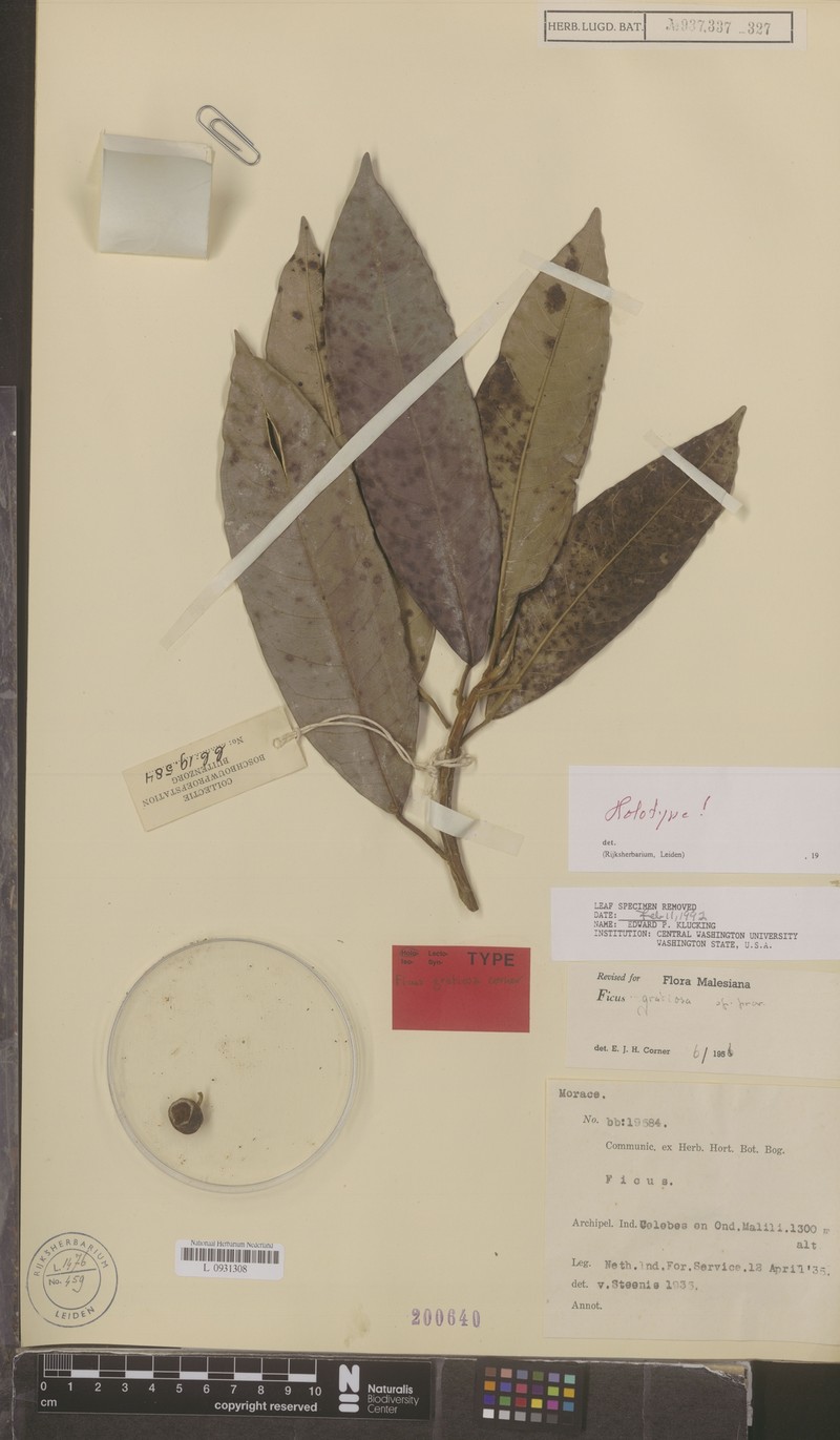 Ficus gratiosa