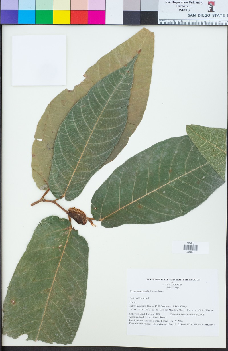 Ficus greenwoodii