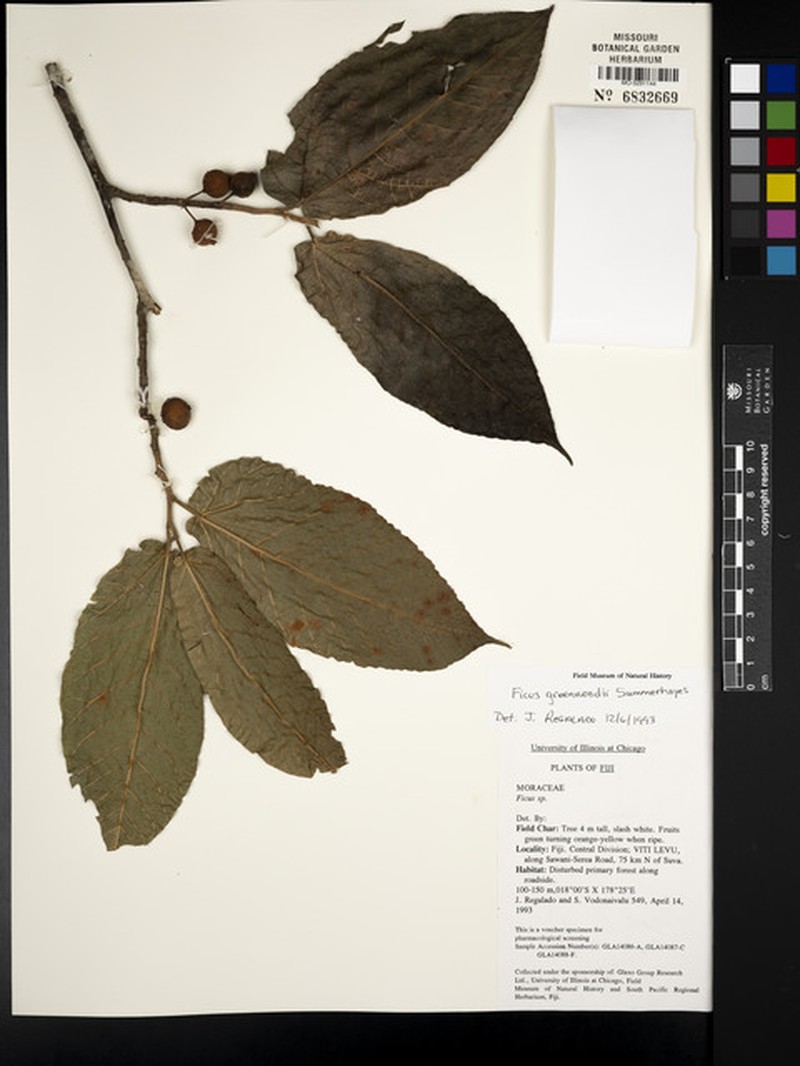 Ficus greenwoodii photo 2