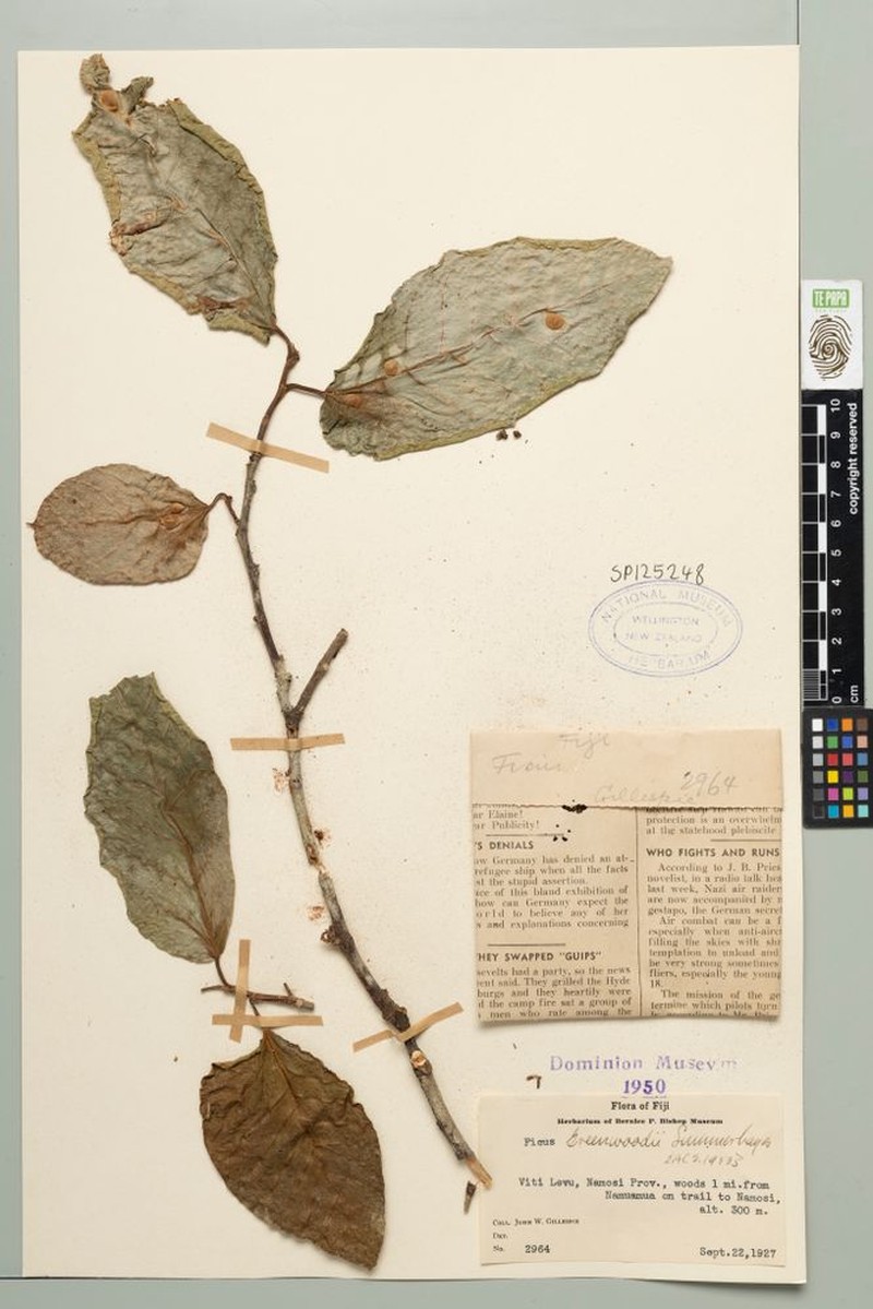 Ficus greenwoodii photo 3