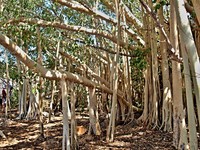 Ficus grevei