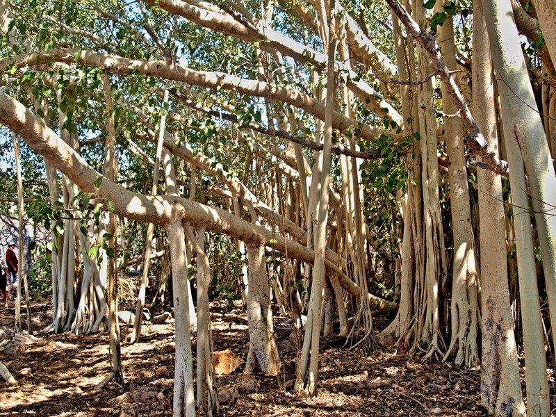 Ficus grevei