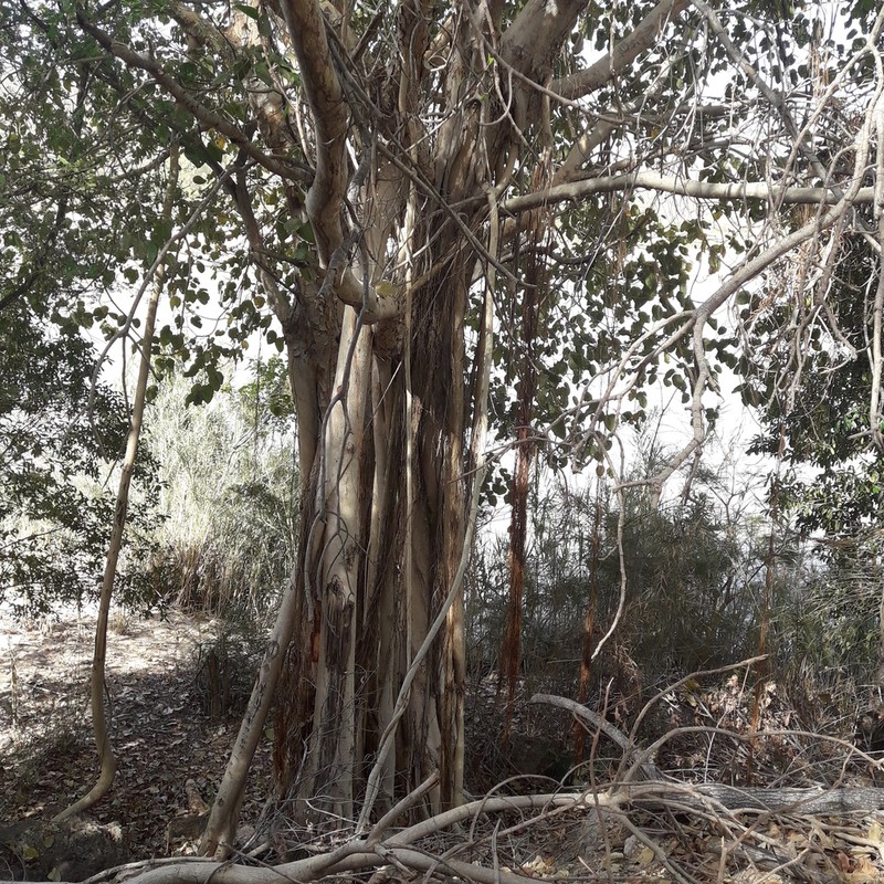 Ficus grevei photo 4