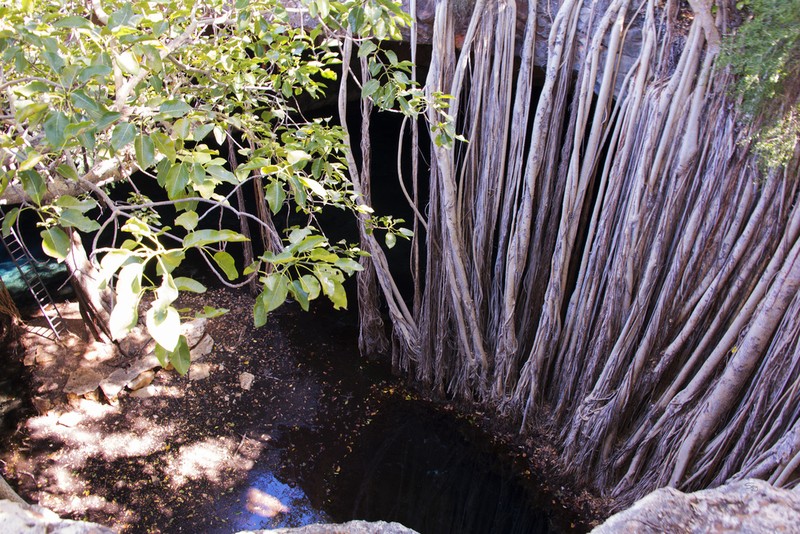 Ficus grevei photo 5