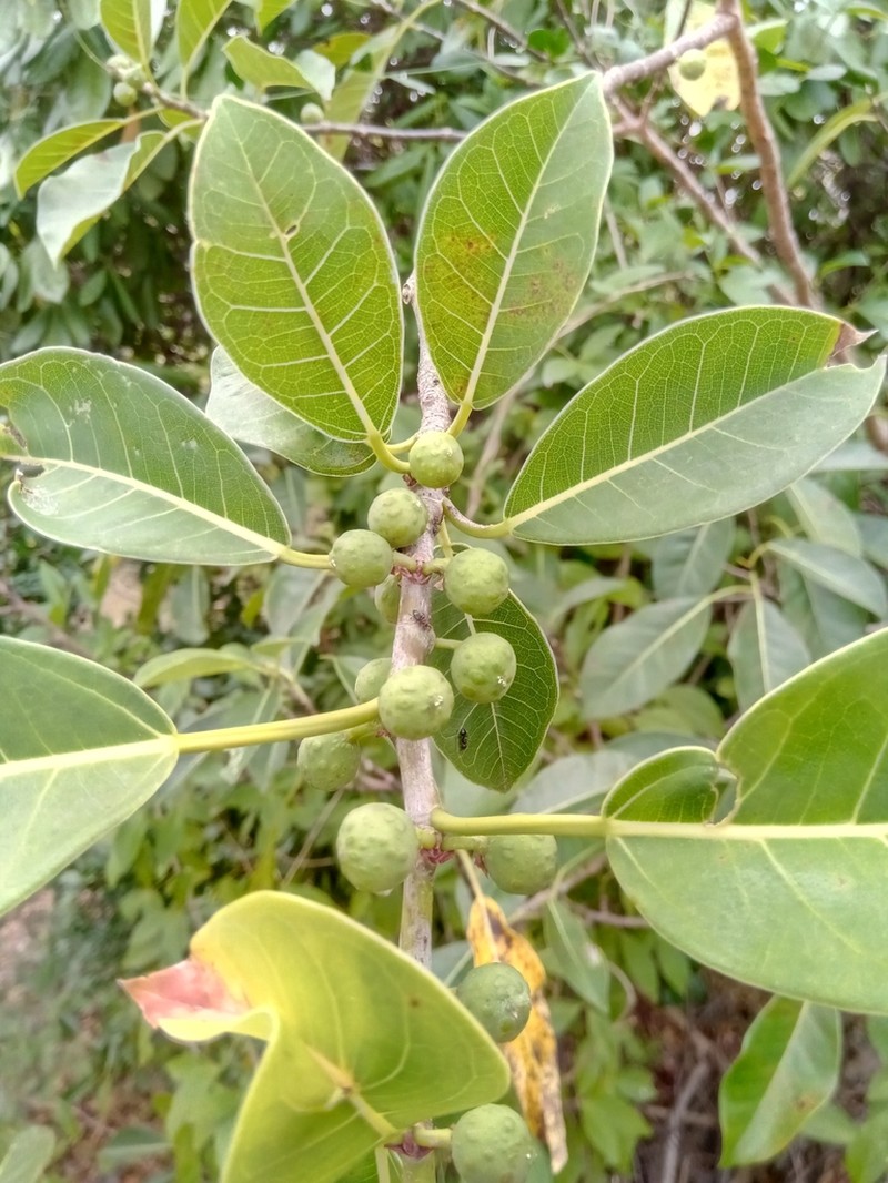 Ficus grevei photo 6