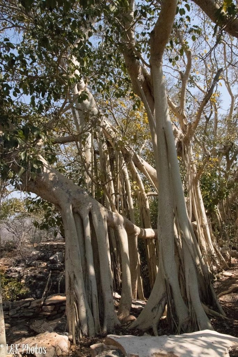 Ficus grevei photo 7