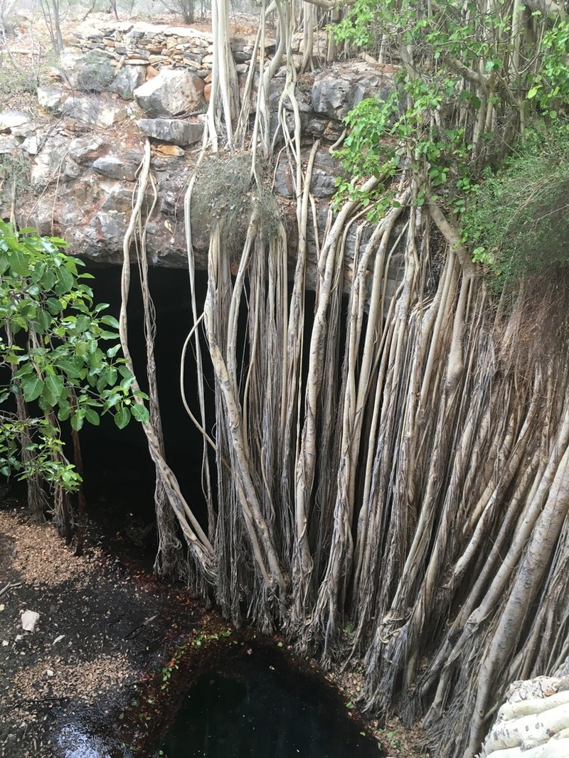 Ficus grevei photo 8