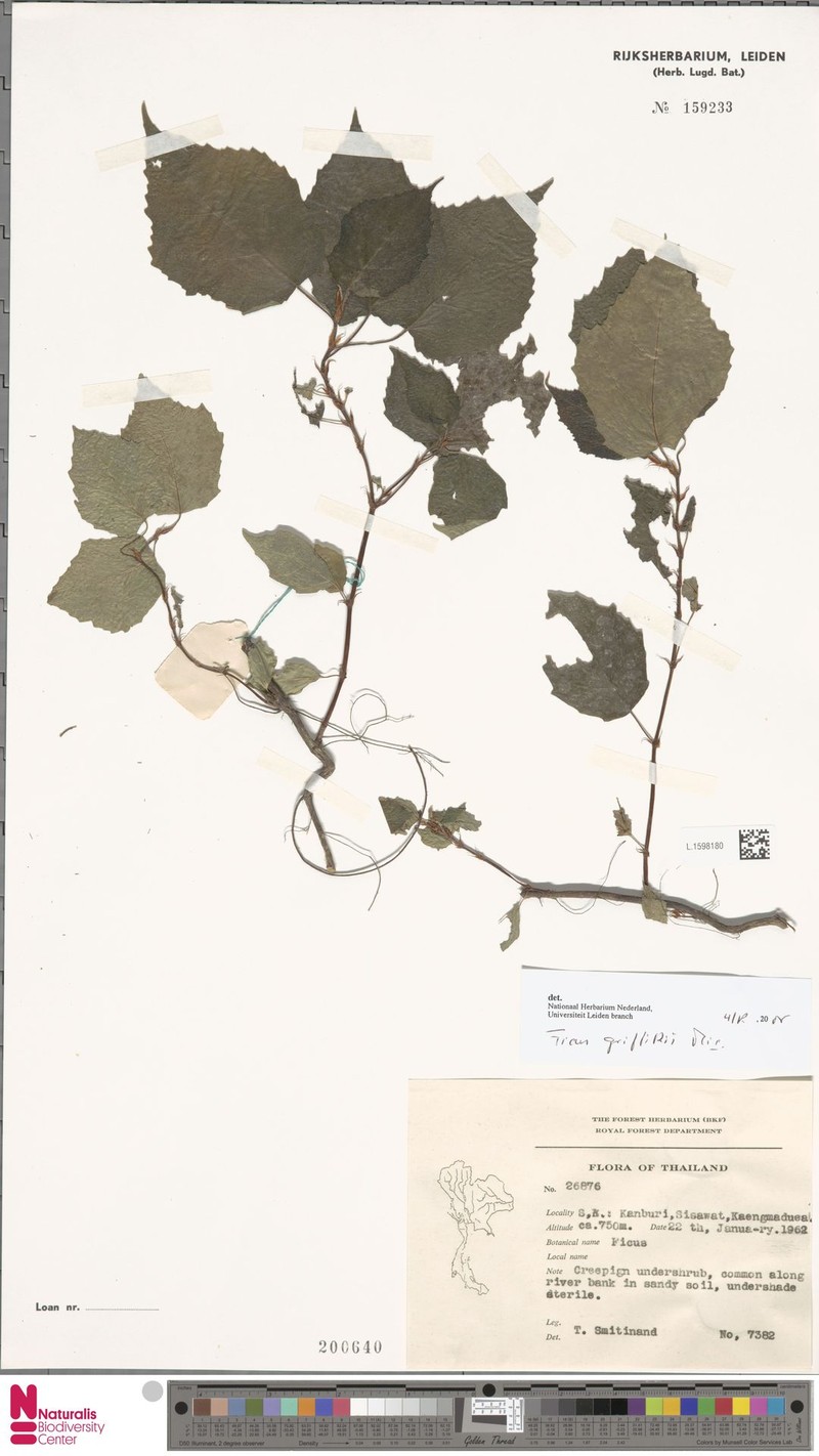 Ficus griffithii