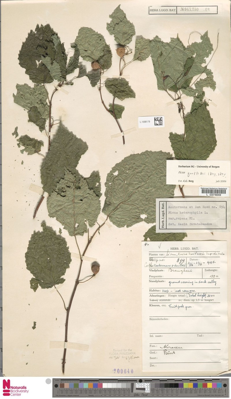 Ficus griffithii photo 2