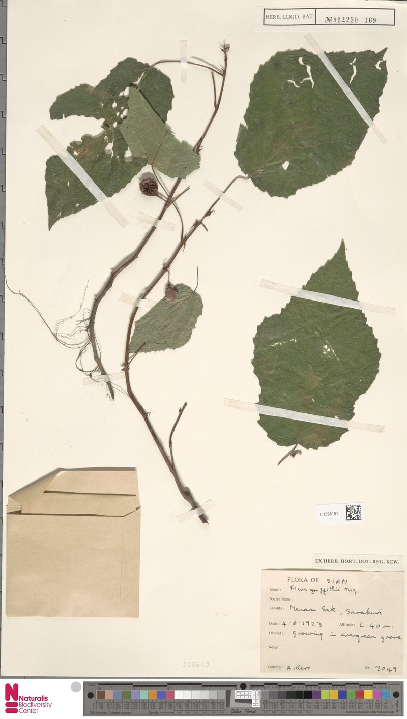 Ficus griffithii photo 3