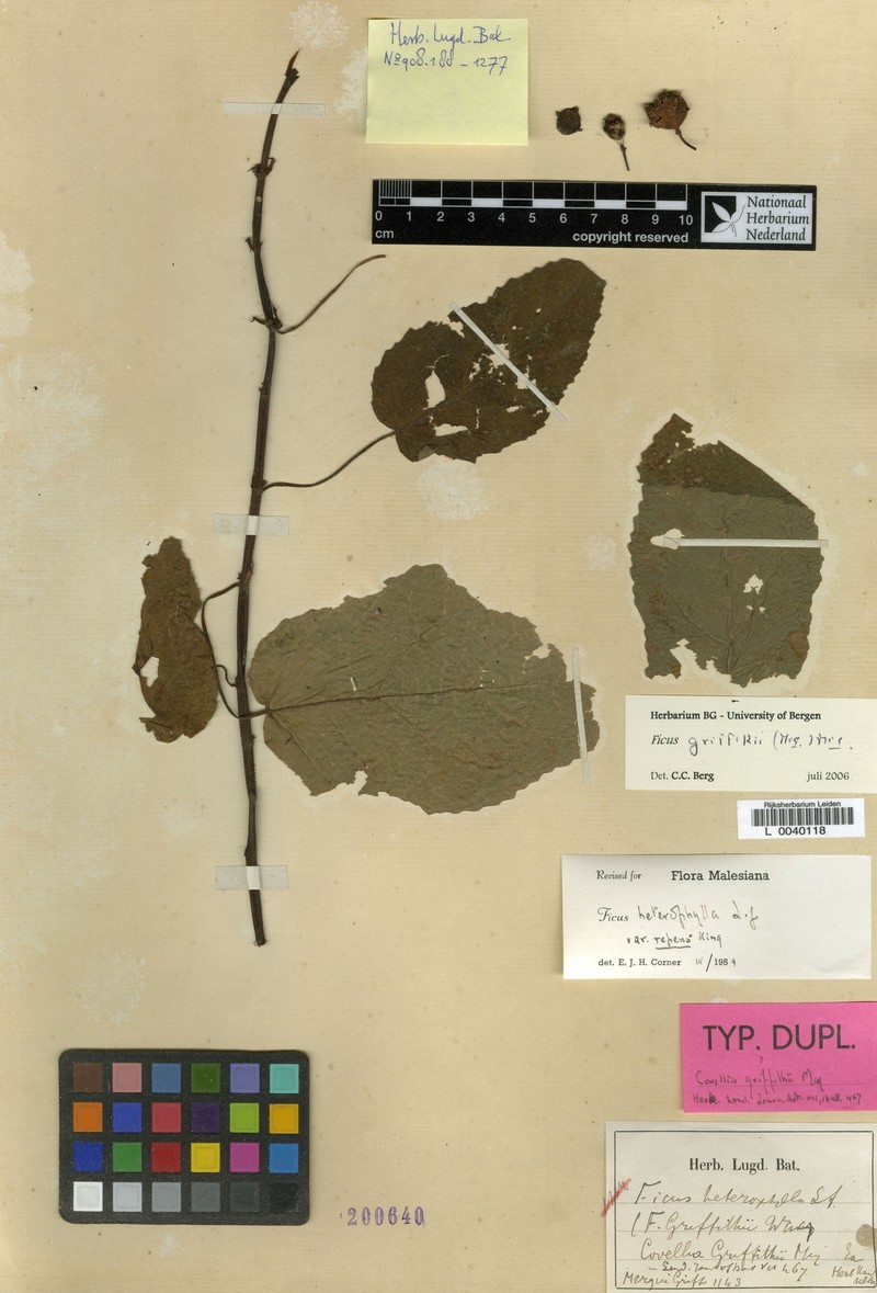 Ficus griffithii photo 4