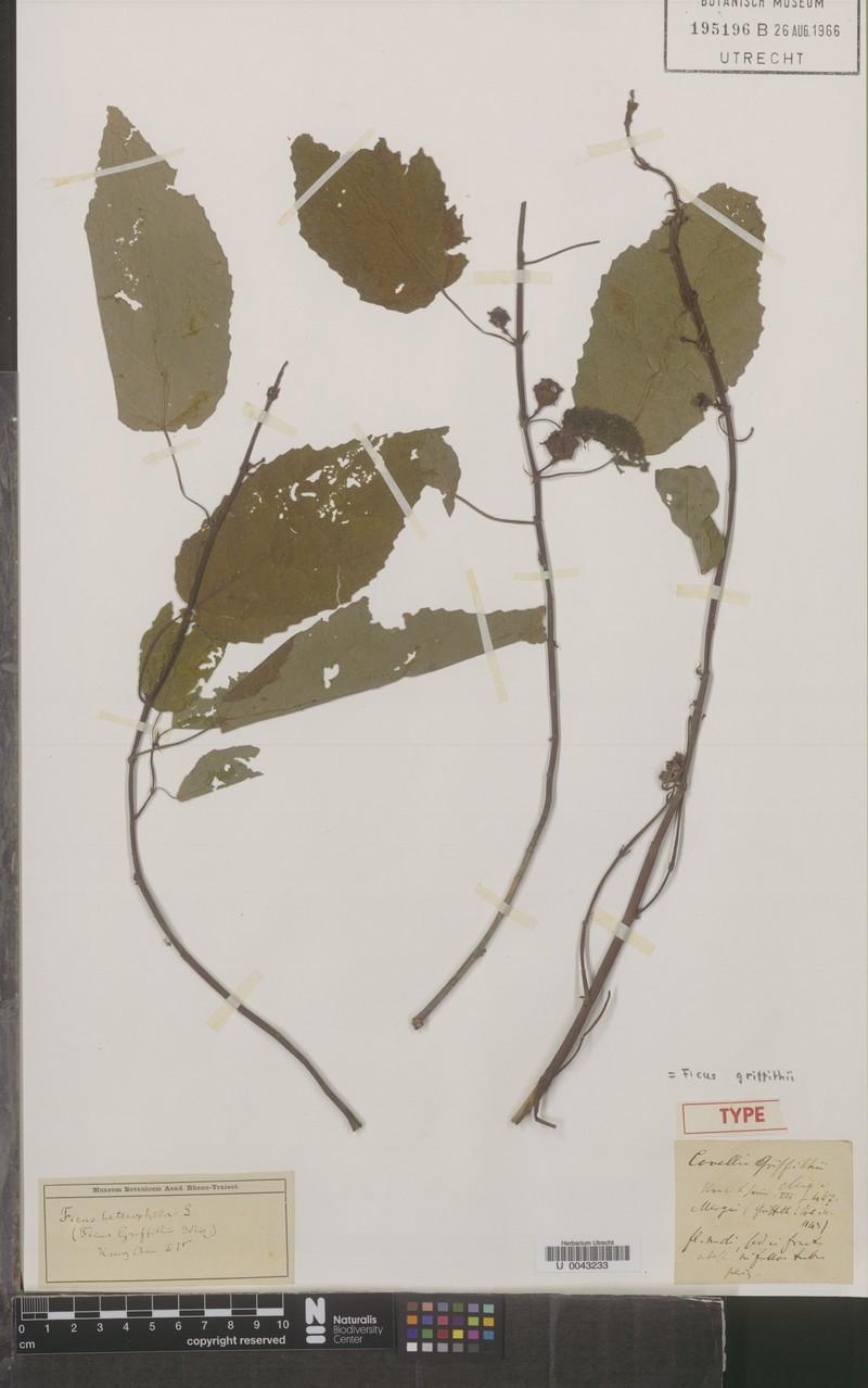 Ficus griffithii photo 5