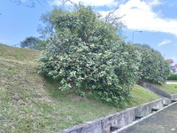 Ficus grossularioides