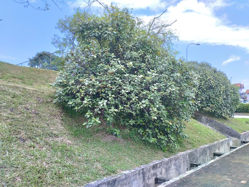 Ficus grossularioides