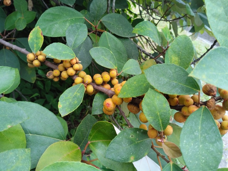 Ficus grossularioides photo 2
