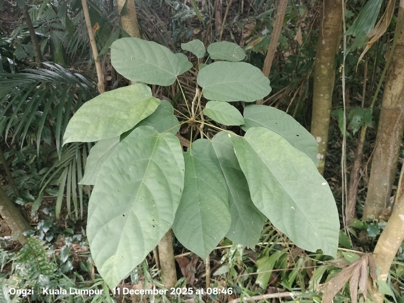 Ficus grossularioides photo 3