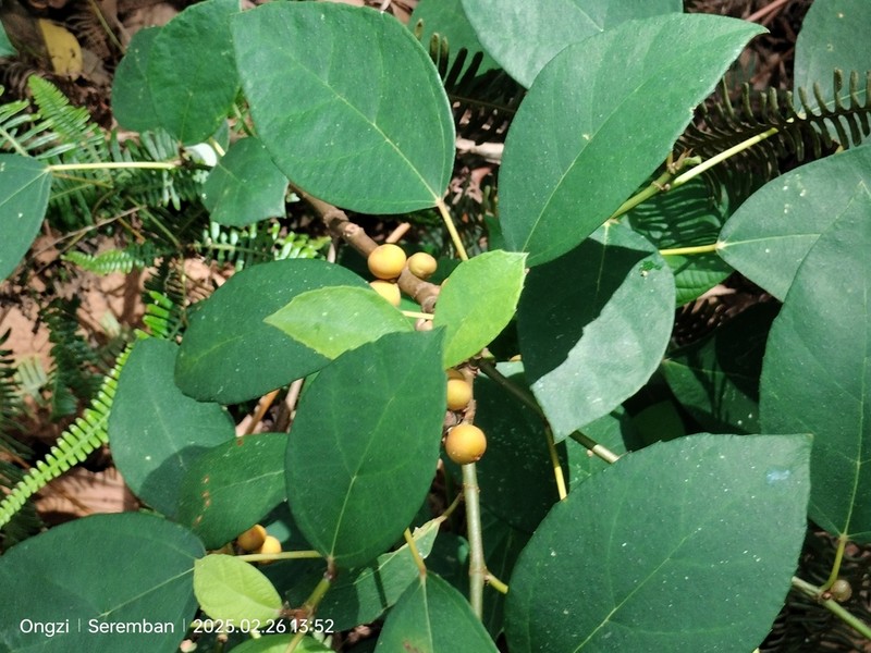 Ficus grossularioides photo 4