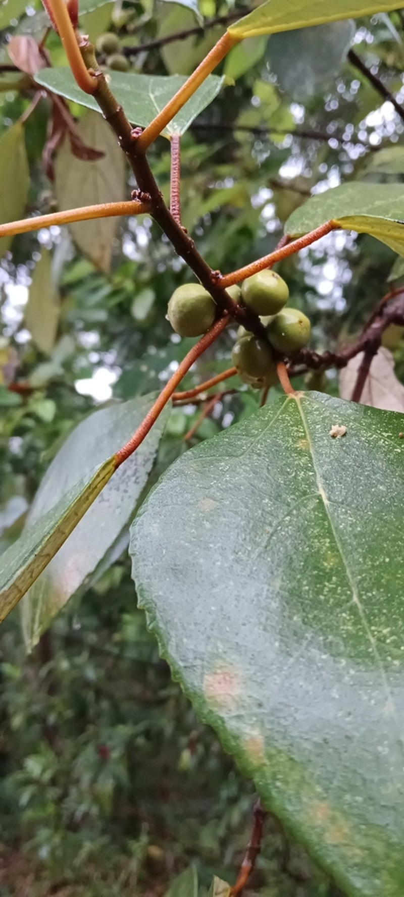 Ficus grossularioides photo 5