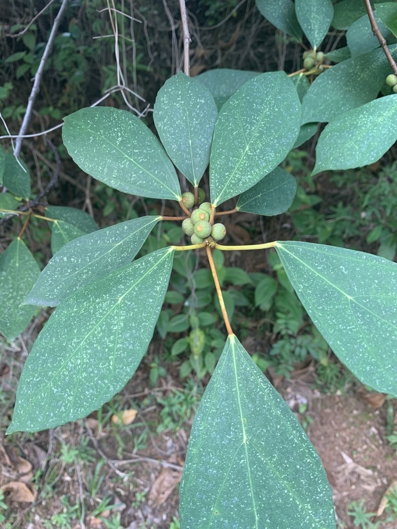 Ficus grossularioides photo 6