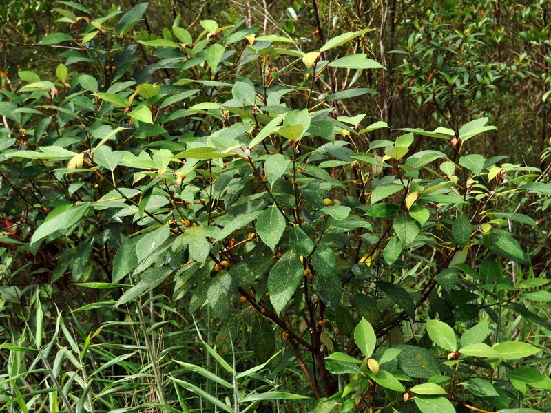 Ficus grossularioides photo 7