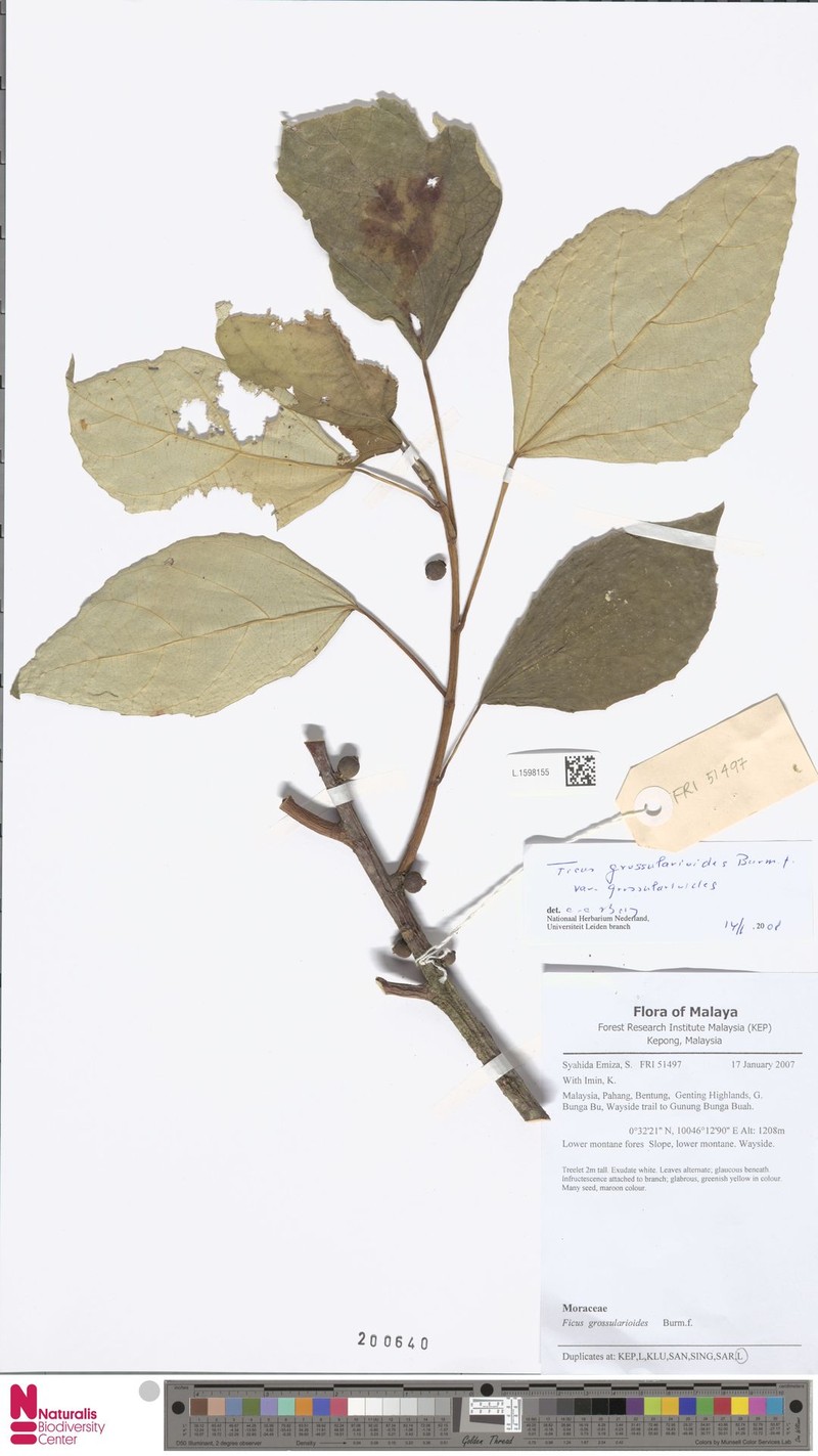 Ficus grossularioides var. grossularioides