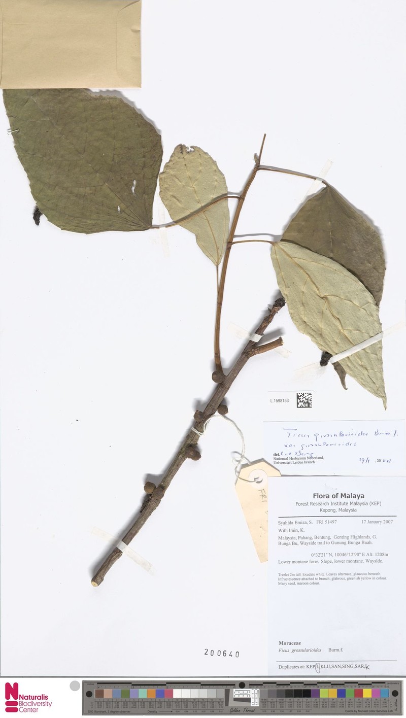 Ficus grossularioides var. grossularioides photo 2