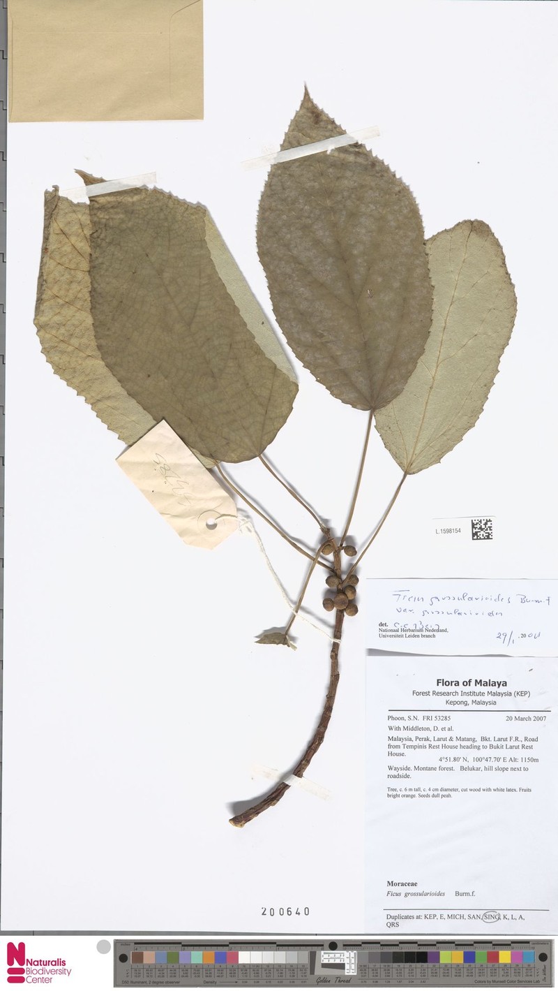 Ficus grossularioides var. grossularioides photo 3