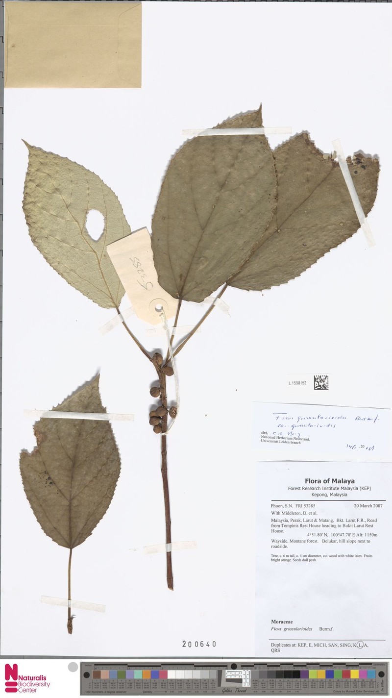 Ficus grossularioides var. grossularioides photo 4