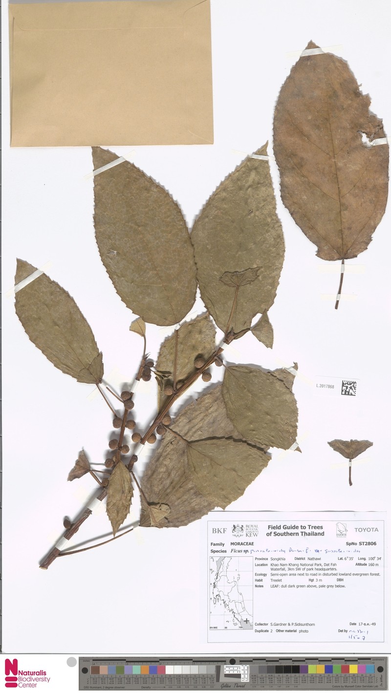 Ficus grossularioides var. grossularioides photo 5