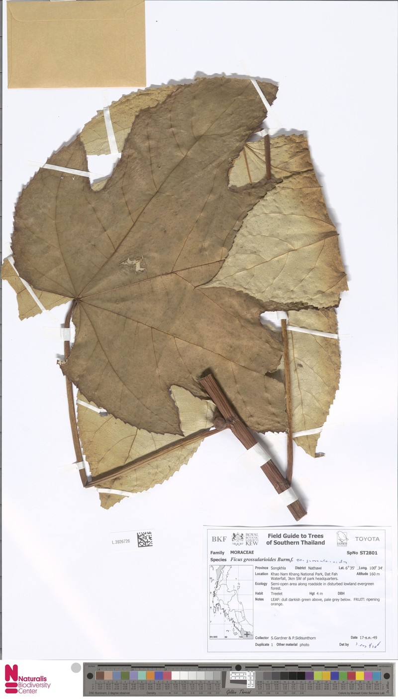 Ficus grossularioides var. grossularioides photo 6